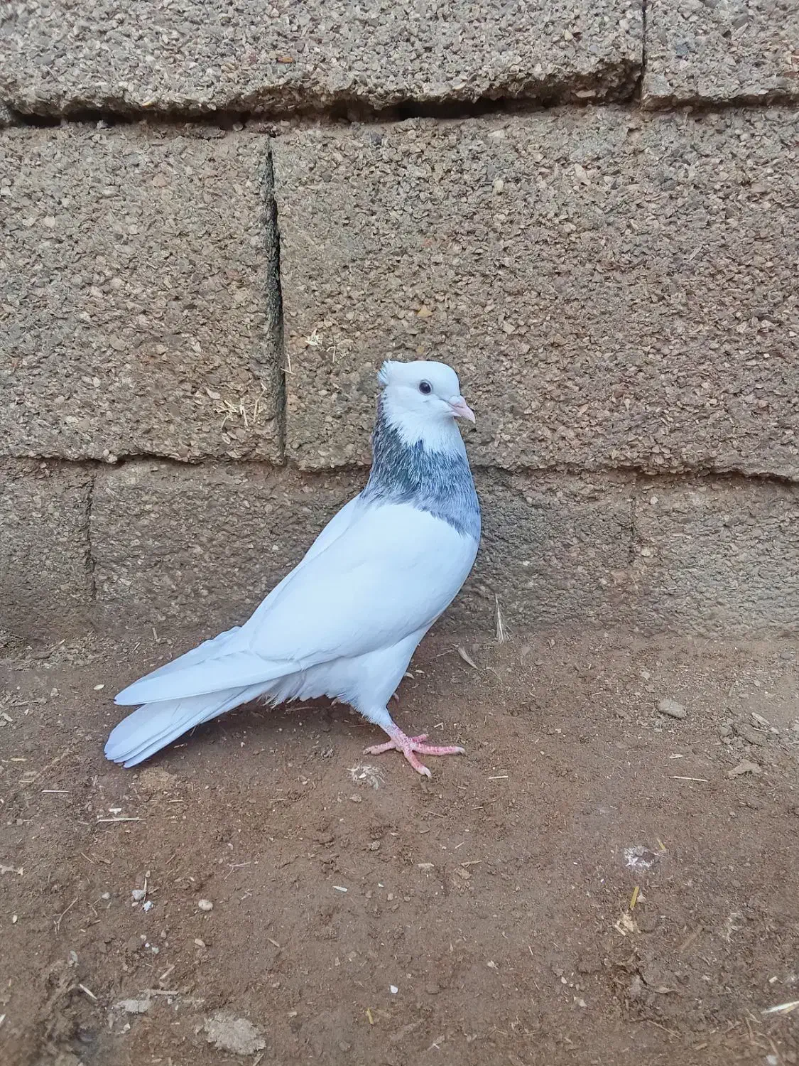 کبوتر توقی طوقی|پرنده|شوش, |دیوار