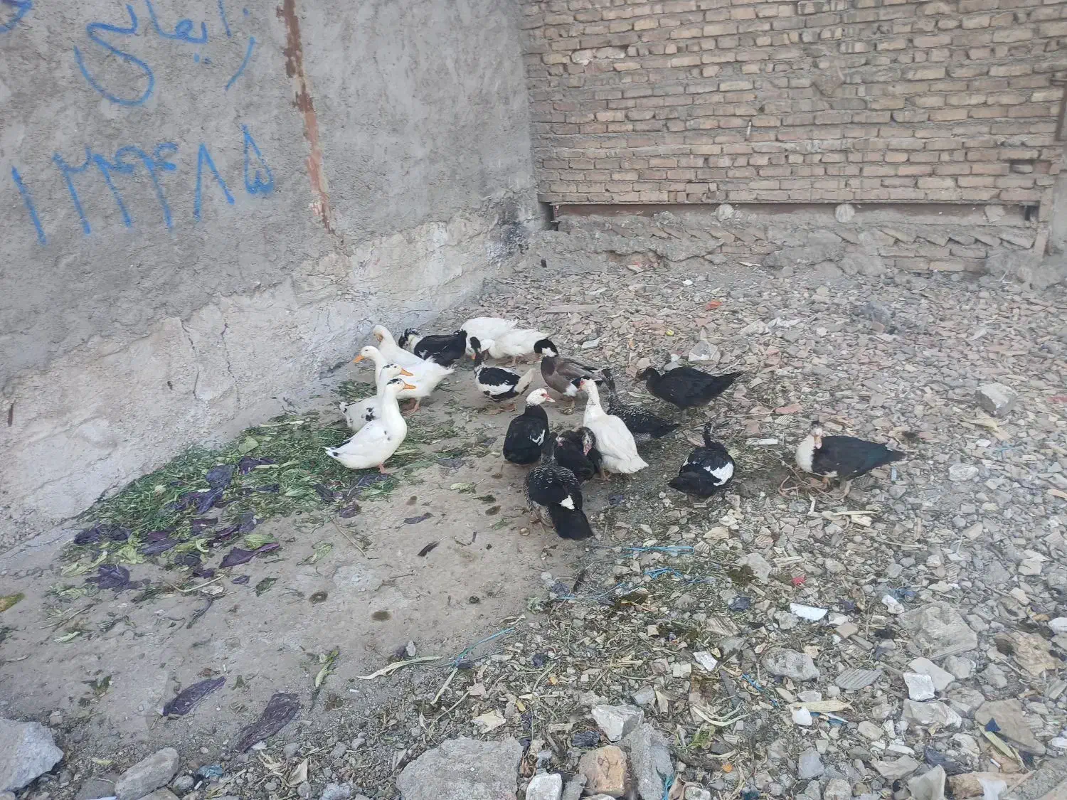 اردک محلی بزرگ|حیوانات مزرعه|رباطکریم, رباطکریم|دیوار