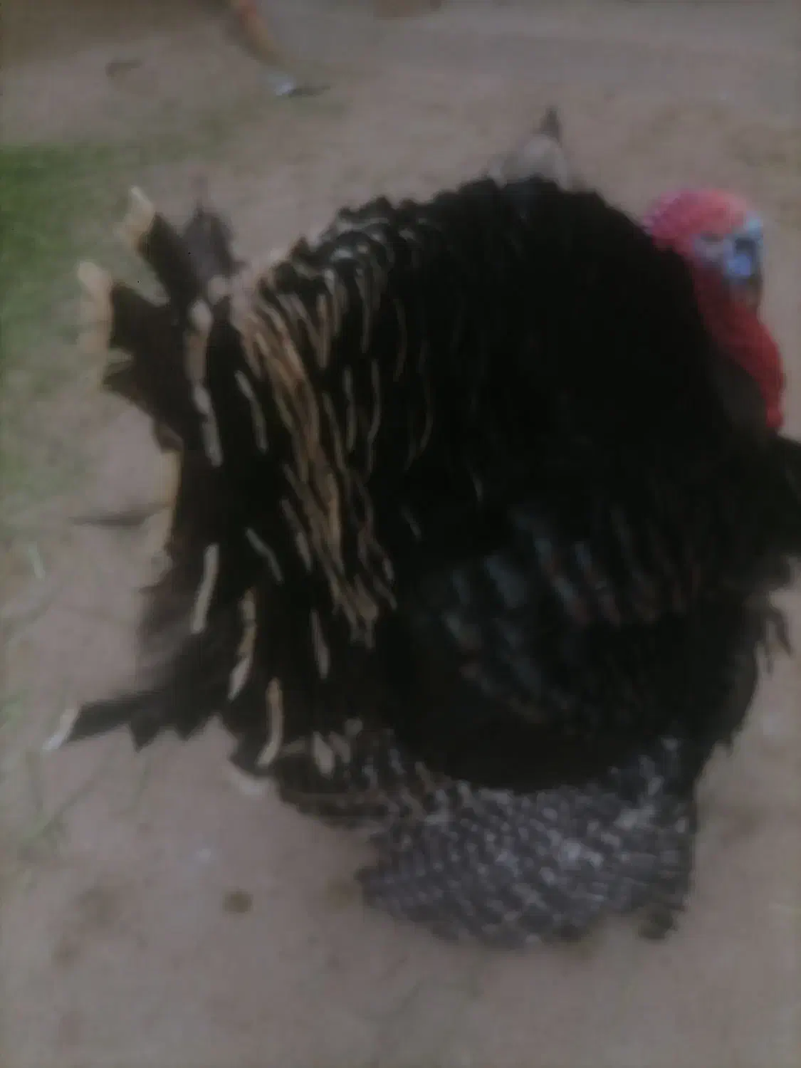 انواع بوقلمومرغ ،خروس،مرغ لاریم هست|حیوانات مزرعه|اسدآباد, |دیوار