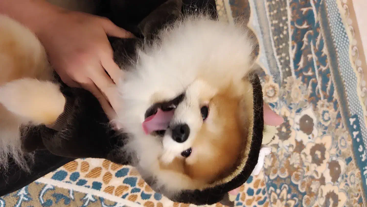 سگ پامرانین|سگ|اندیشه, شهرک مریم|دیوار