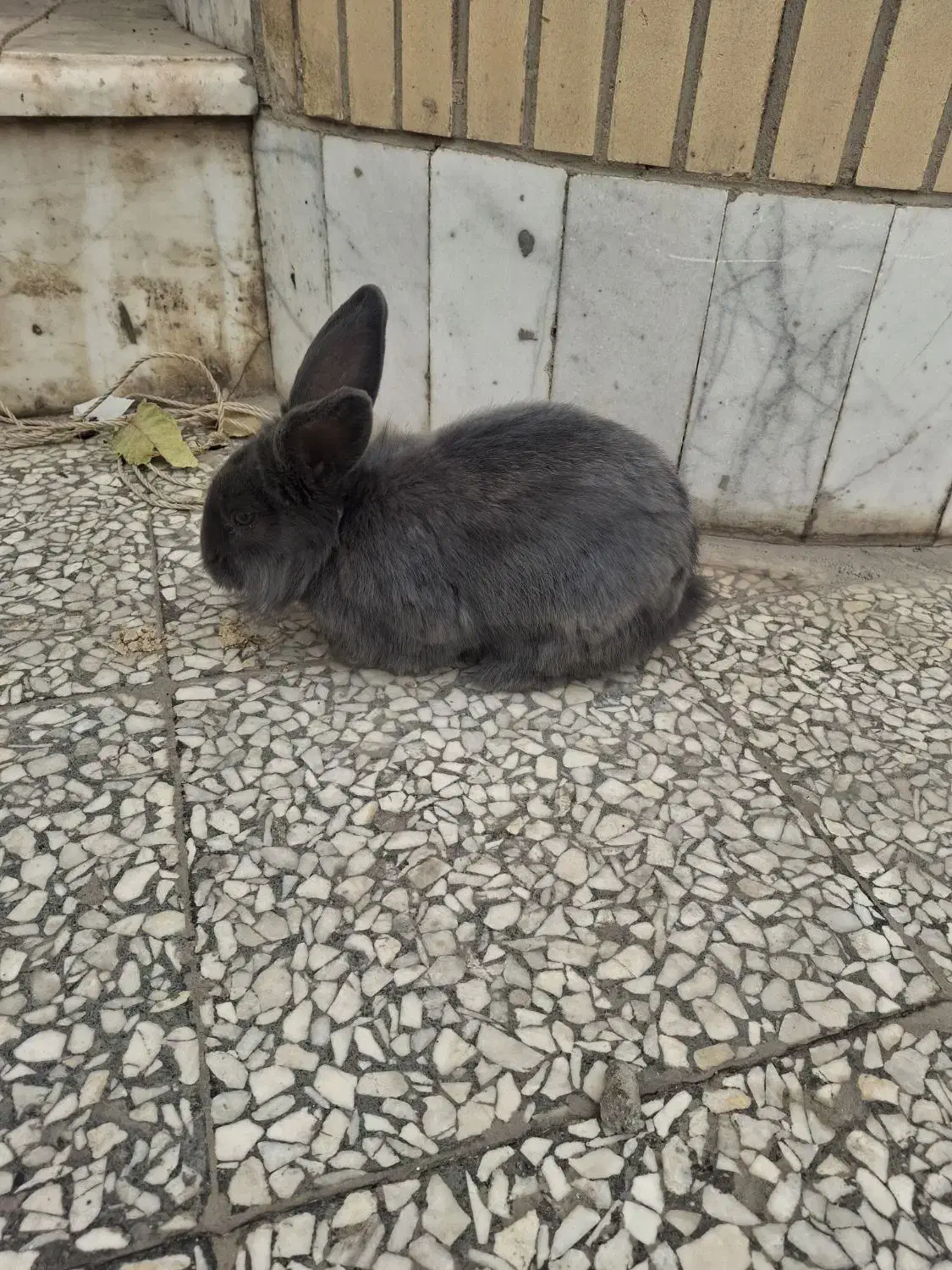 حیوانات خانگی|موش و خرگوش|مبارکه, |دیوار