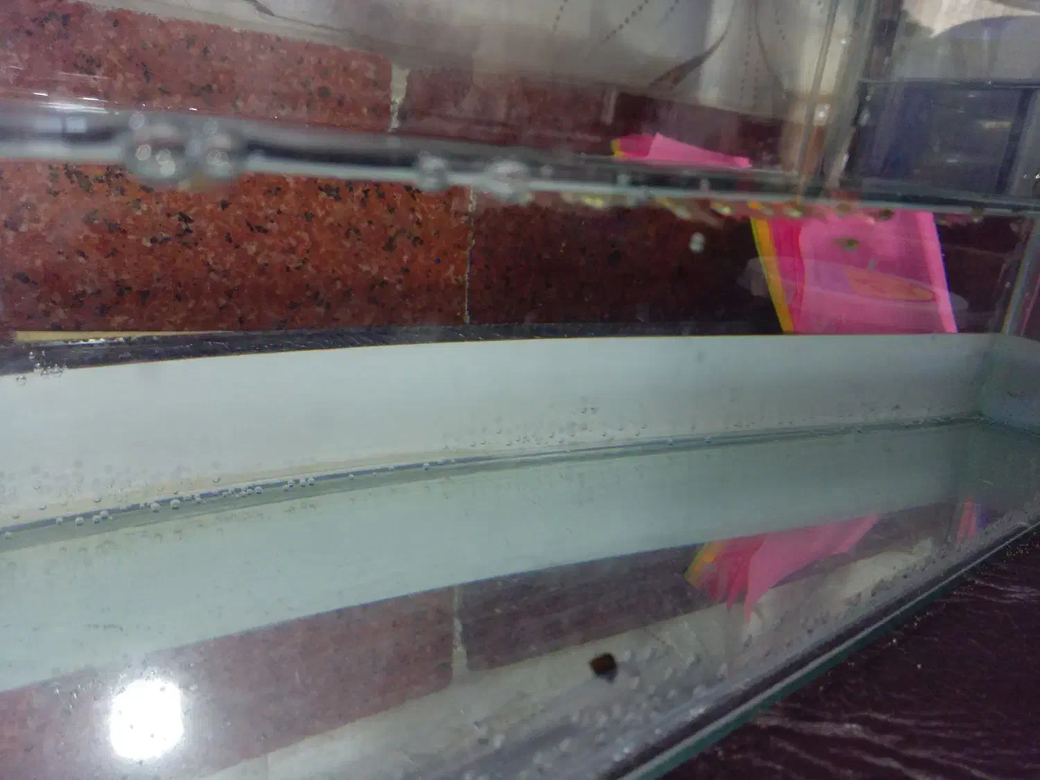 گوپی|ماهی|چهاردانگه (تهران), |دیوار