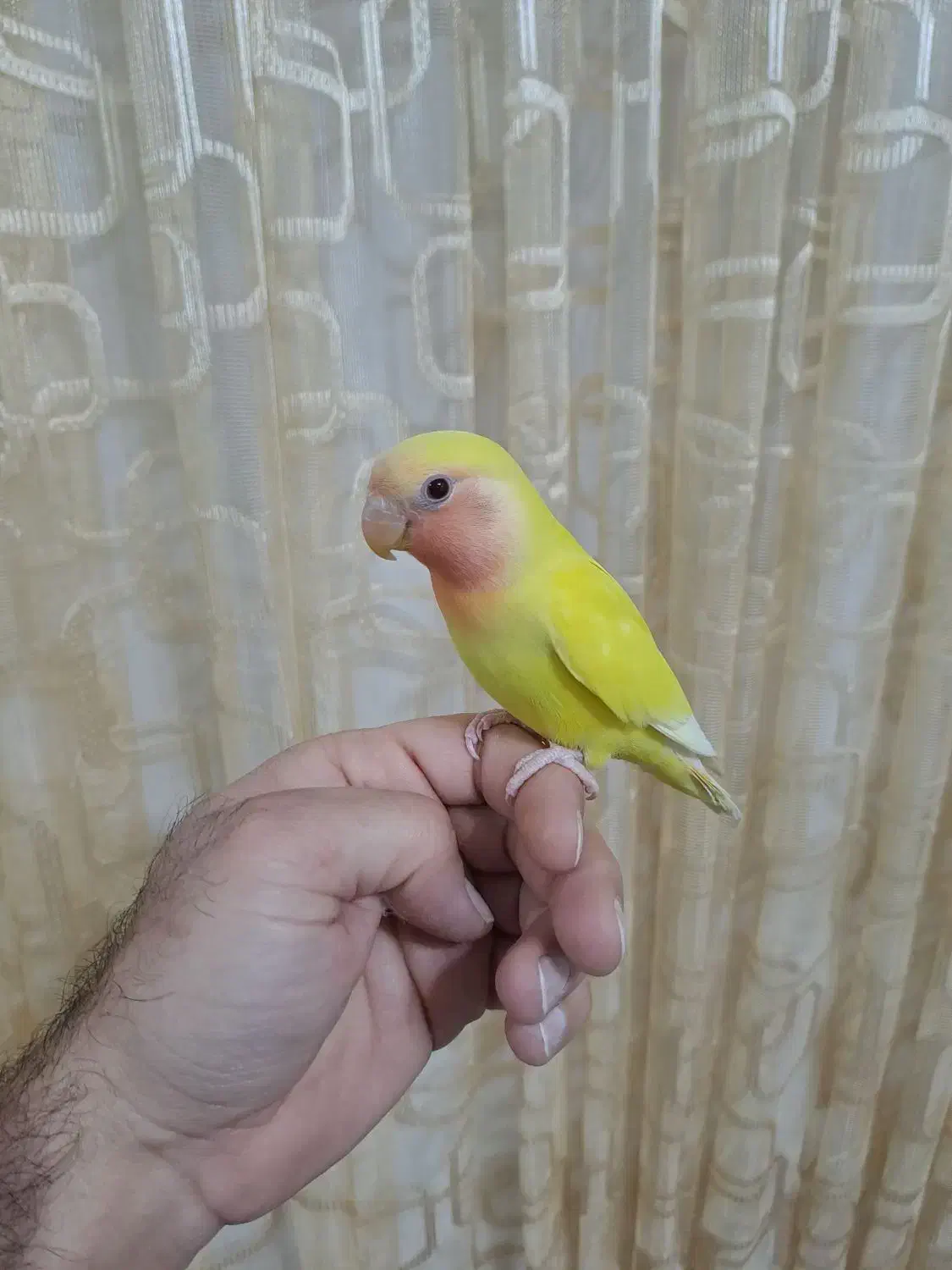 کوتوله برزیلی رام(دستی)|پرنده|گناباد, |دیوار