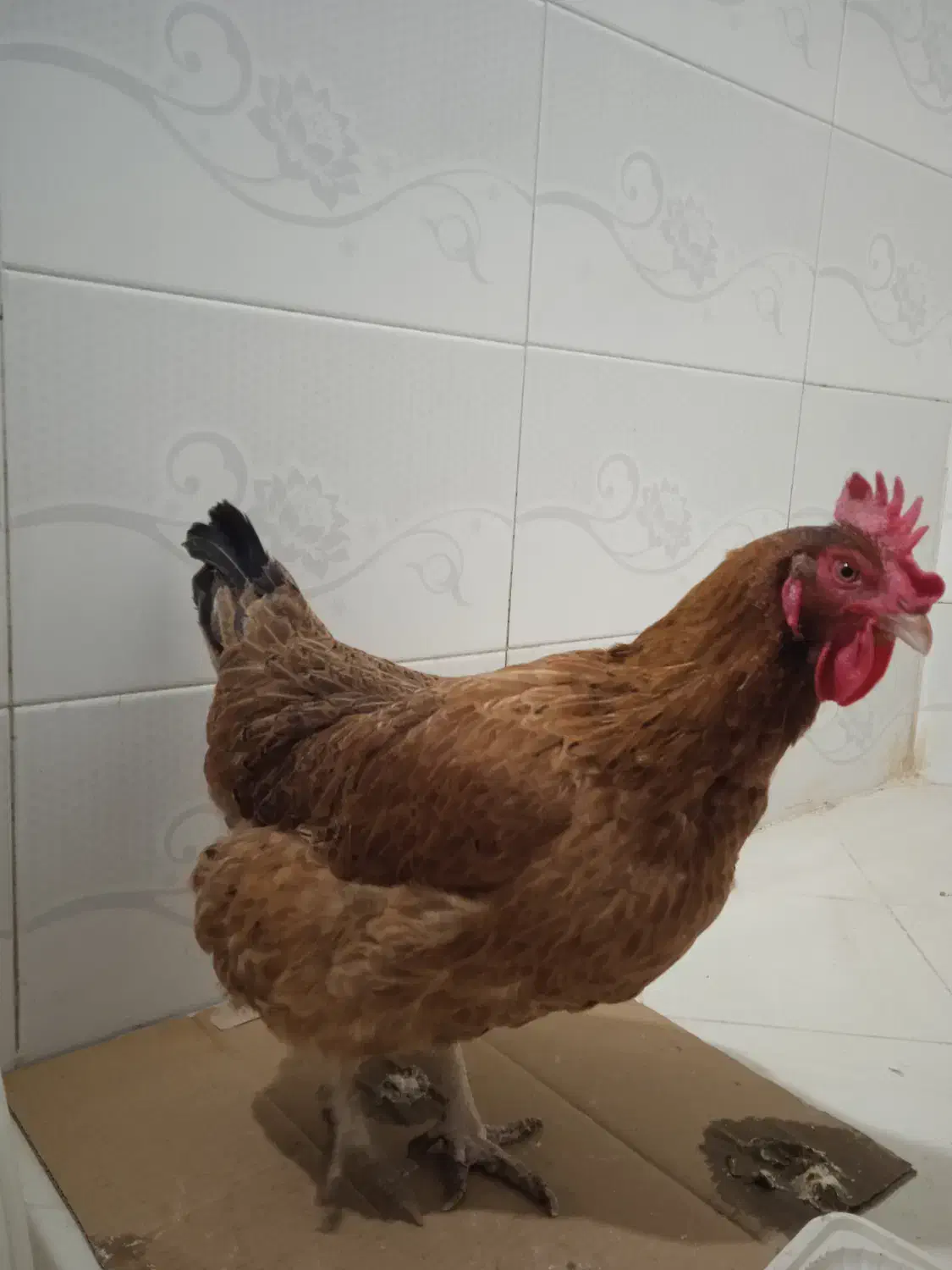 مرغ خانگی خوشگل|حیوانات مزرعه|مشهد, شهید آوینی|دیوار