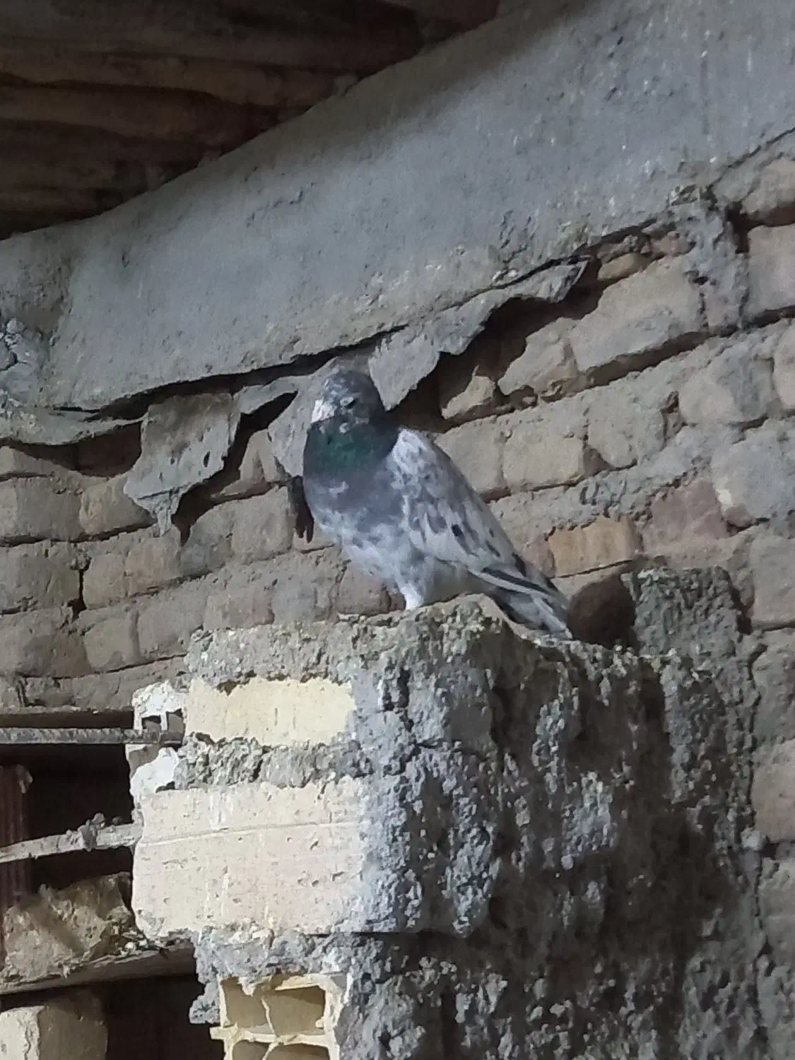 کفتر|پرنده|اشترینان, |دیوار