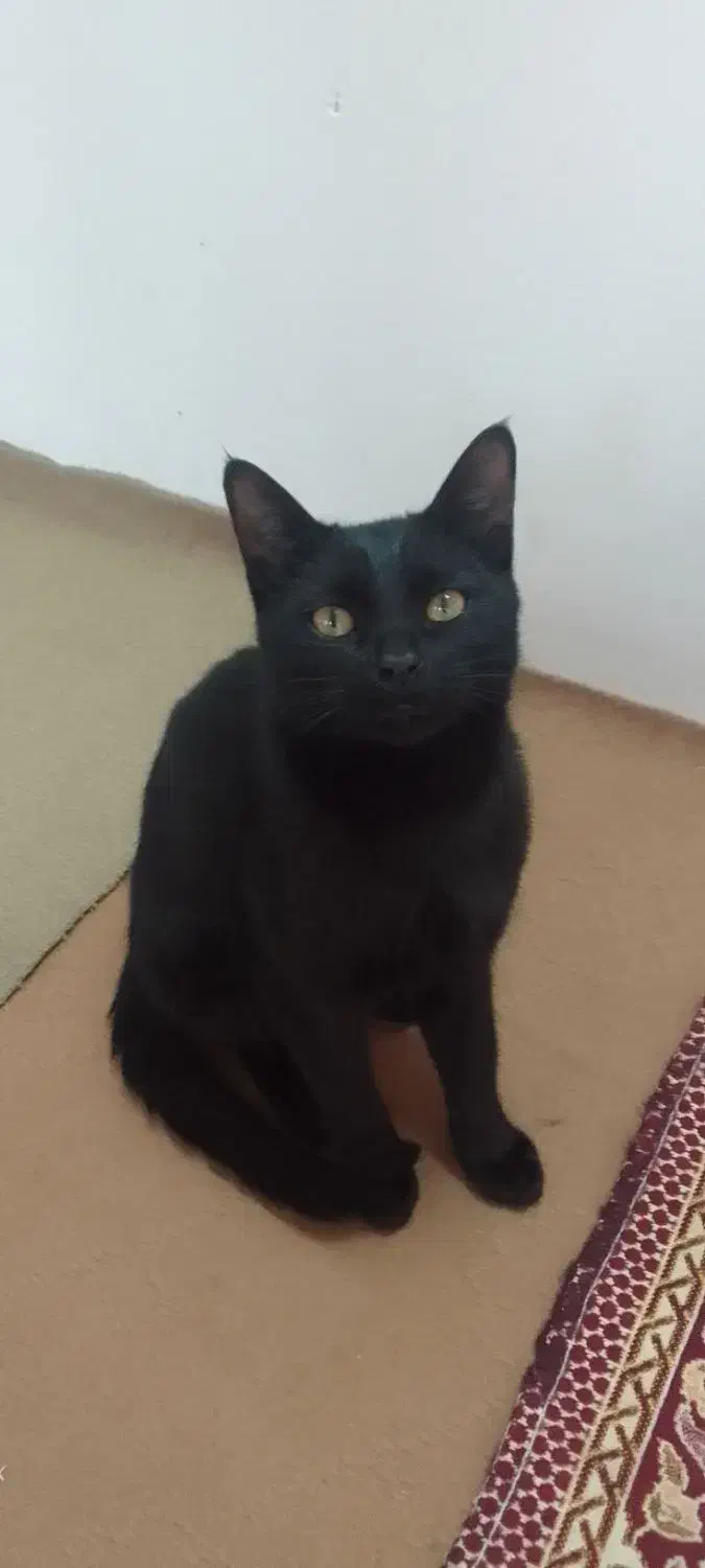 گربه|گربه|نیشابور, دارایی|دیوار