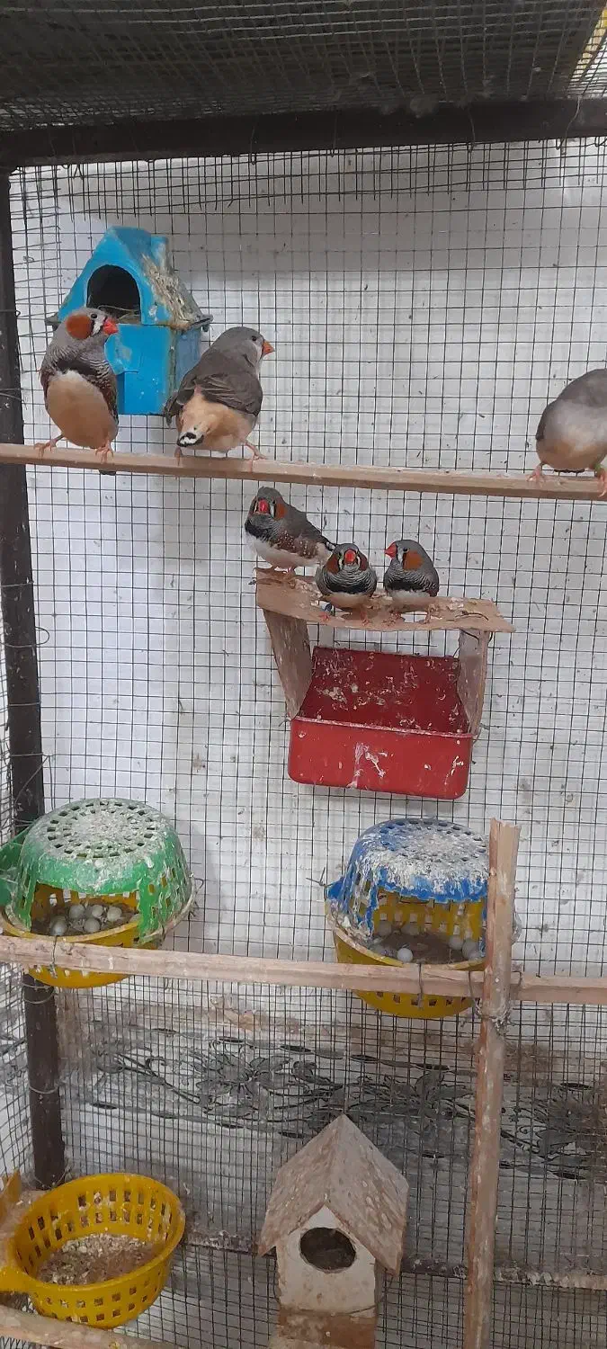 فنچ ۸ عدد ۵ تا نر ۳ ماده مولد هستن|پرنده|بندر ماهشهر, |دیوار