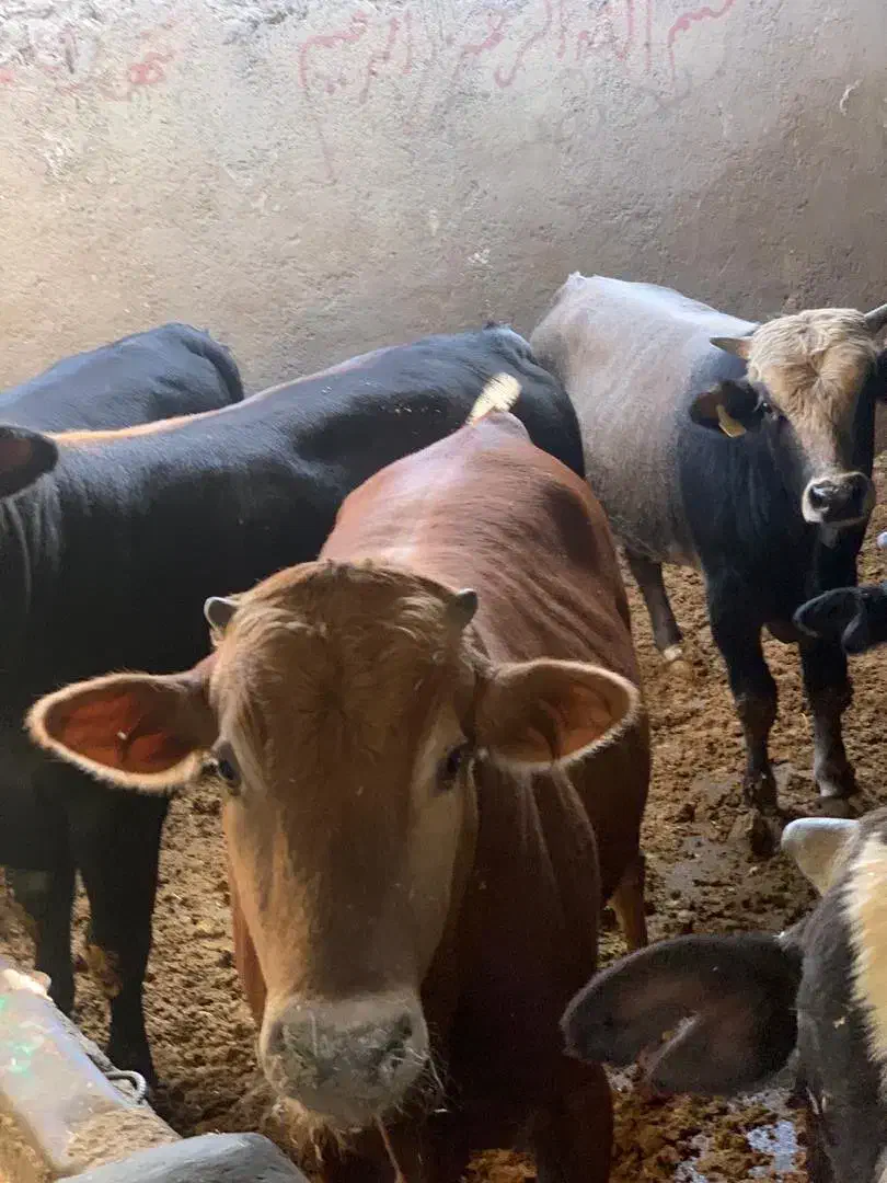 فروش گوساله|حیوانات مزرعه|تهران, مشیریه|دیوار