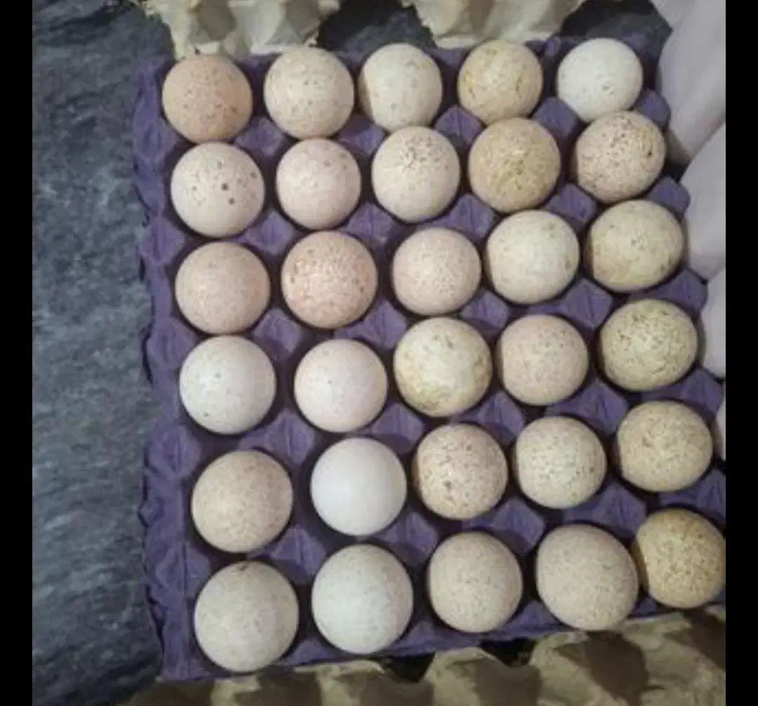 تخم بوقلمون نطفه دار|حیوانات مزرعه|آشخانه, |دیوار