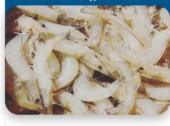 میگو|خوردنی و آشامیدنی|بندر امام خمینی, |دیوار