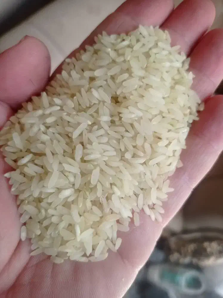 فروش برنج کامفیروزی|خوردنی و آشامیدنی|شیراز, باغشهر اهل بیت|دیوار