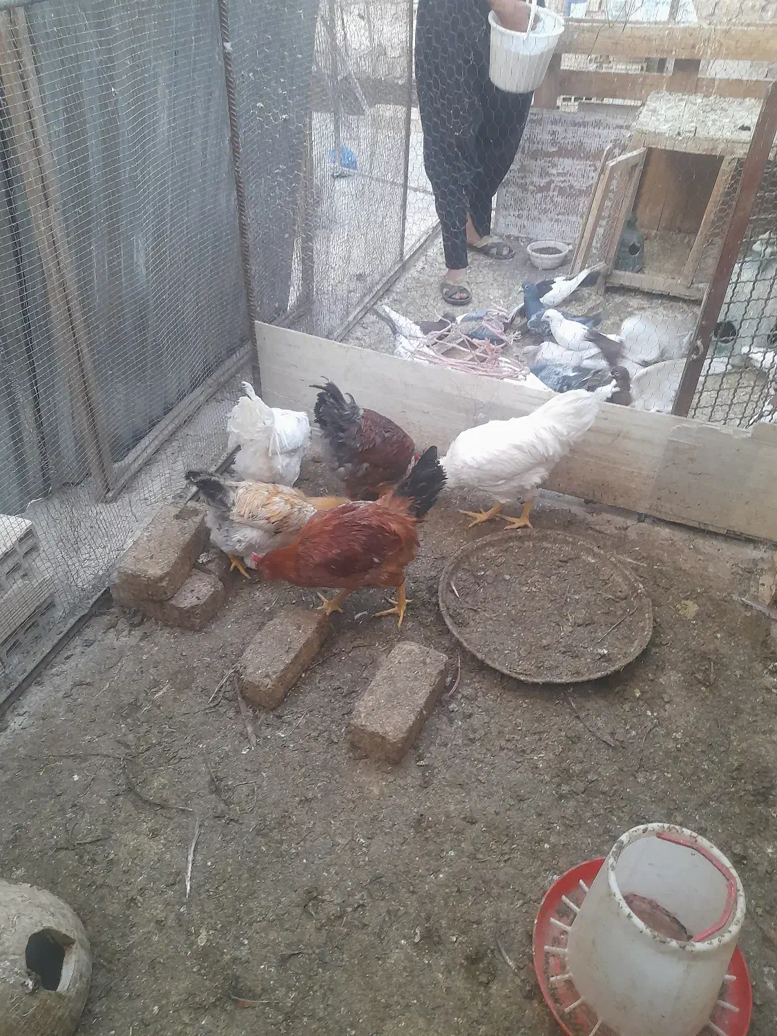 خروس|حیوانات مزرعه|قنوات, |دیوار