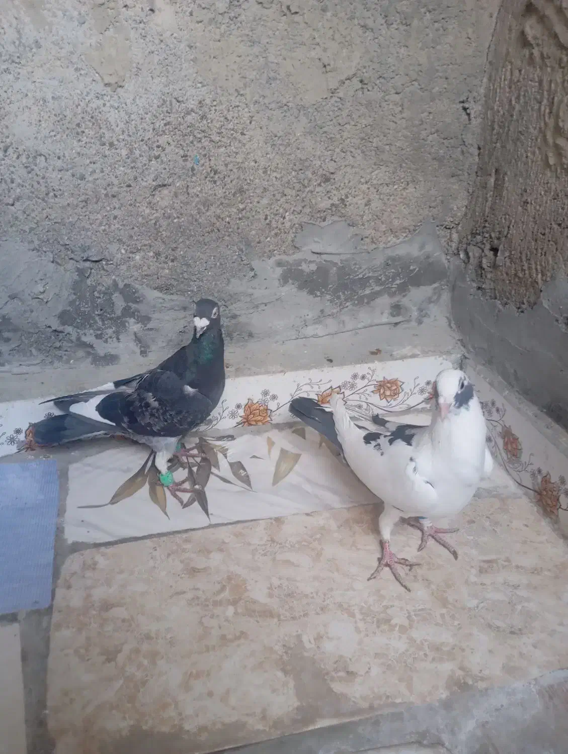 دو عدد جنگی نر|پرنده|شیروان (خراسان), |دیوار