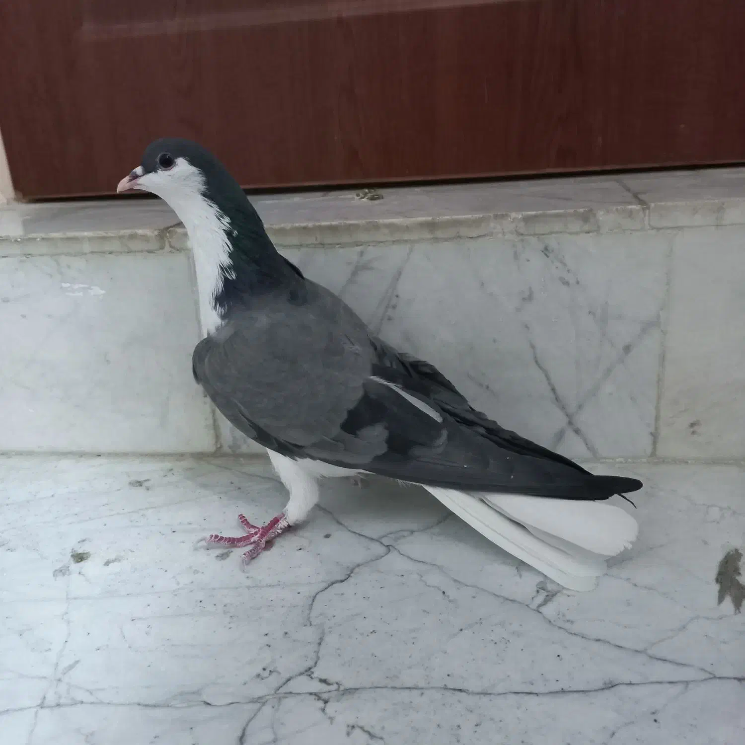 کبوتر دمگیر دوبحر ماده گرفتنی|پرنده|خمینیشهر, |دیوار