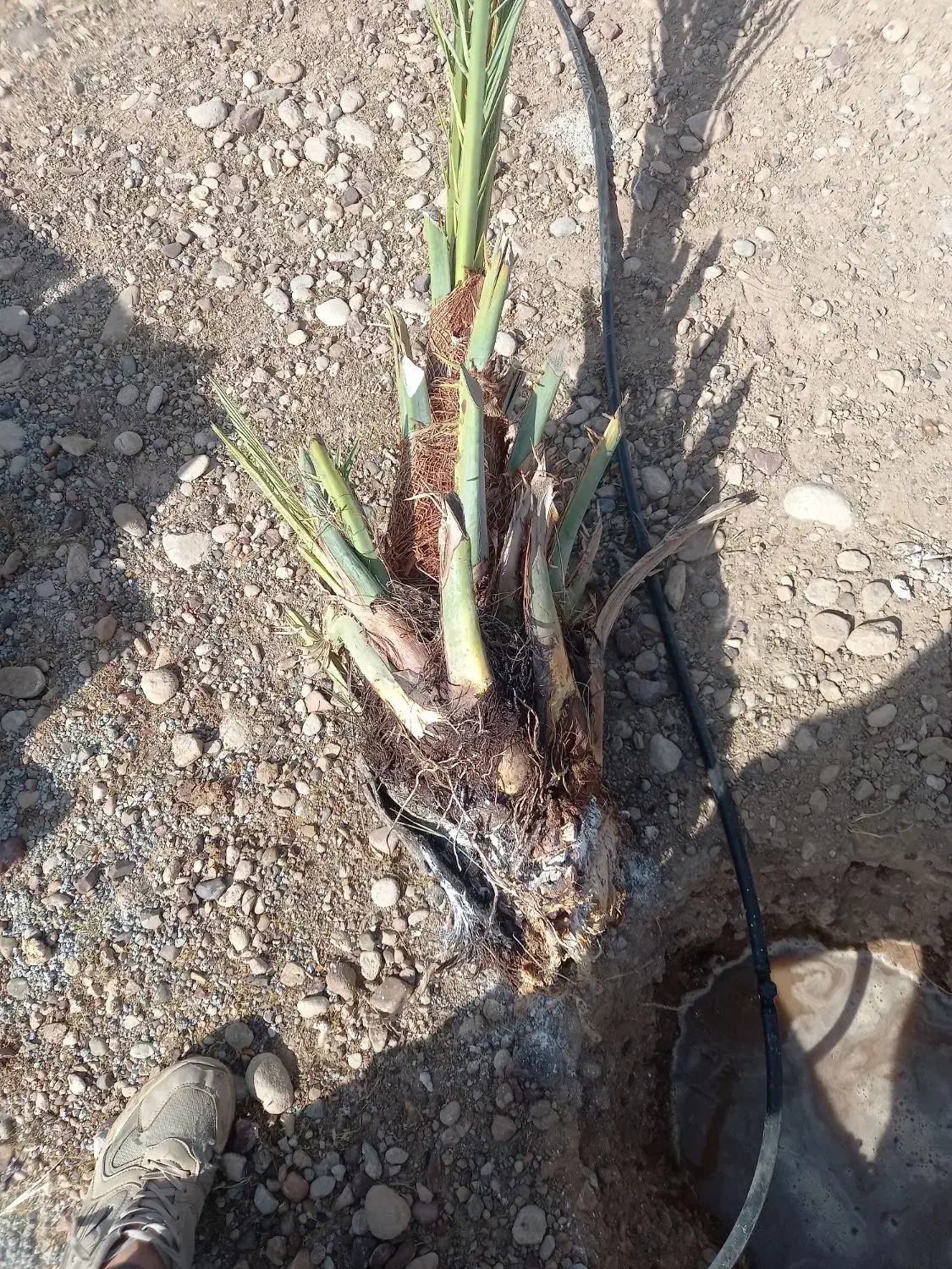 فروش زمین باغ شهری|فروش دفتر صنعتی، کشاورزی، تجاری|جهرم, |دیوار