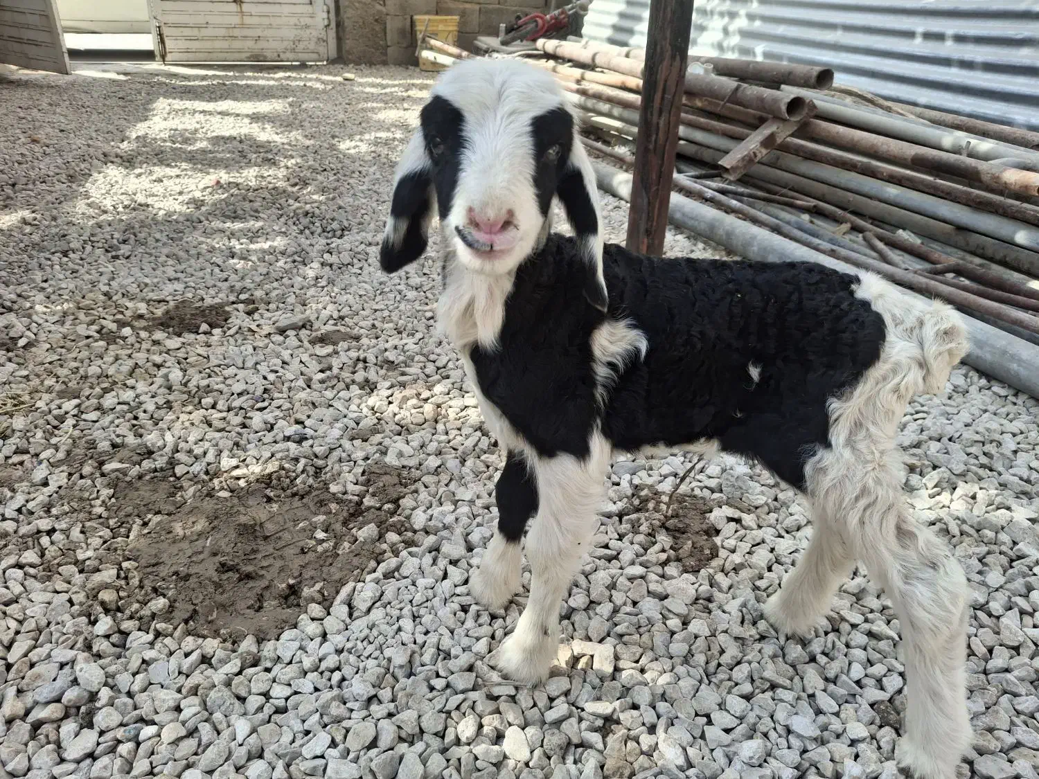 یک راس بره شیری ماده ذات دار|حیوانات مزرعه|مرودشت, فیروزی|دیوار