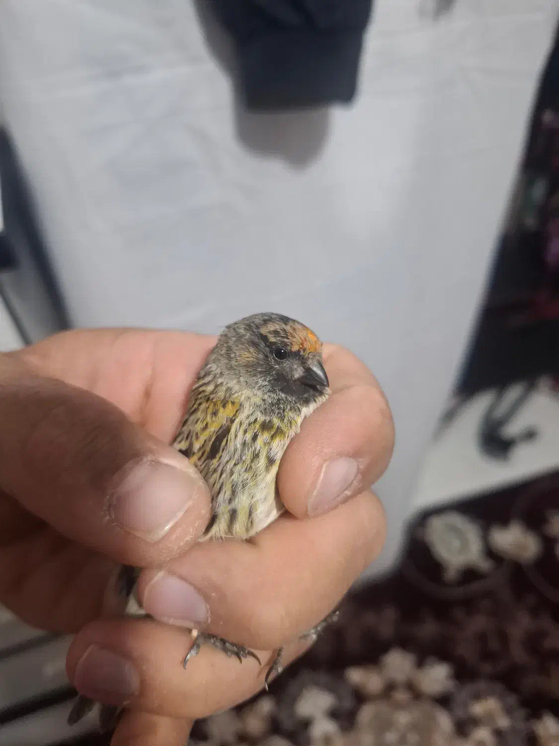 گلبسر نر|پرنده|سرپل ذهاب, |دیوار