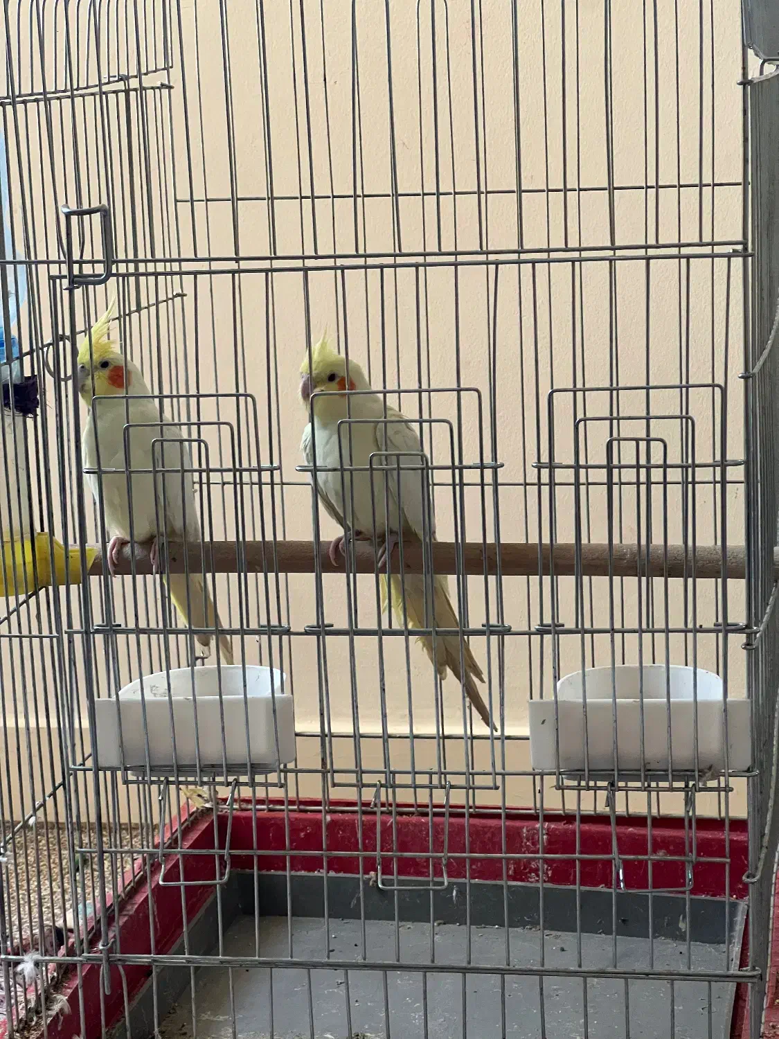 طوطی هلندی رنگ لیمویی|پرنده|اهواز, زیتون کارمندی|دیوار