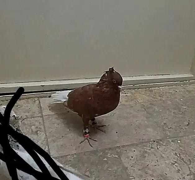 کفتر سرخ دم سفید نر و هفرنگ ماده|پرنده|سبزوار, گلشن|دیوار