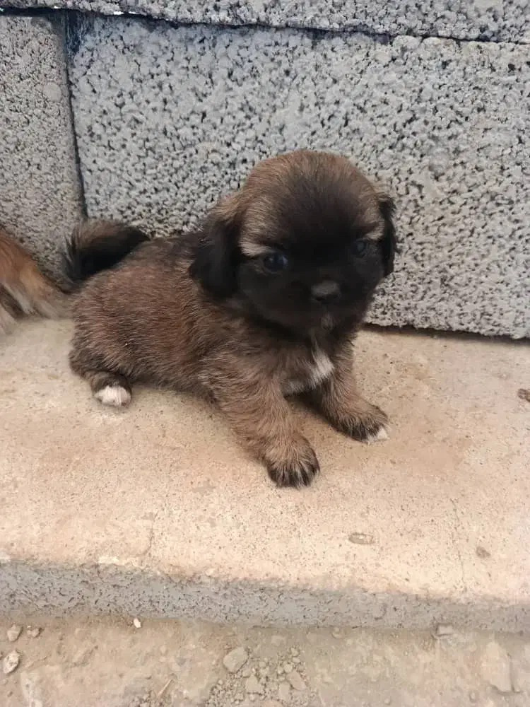 پیکینیز|سگ|اهواز, دانشگاه چمران|دیوار