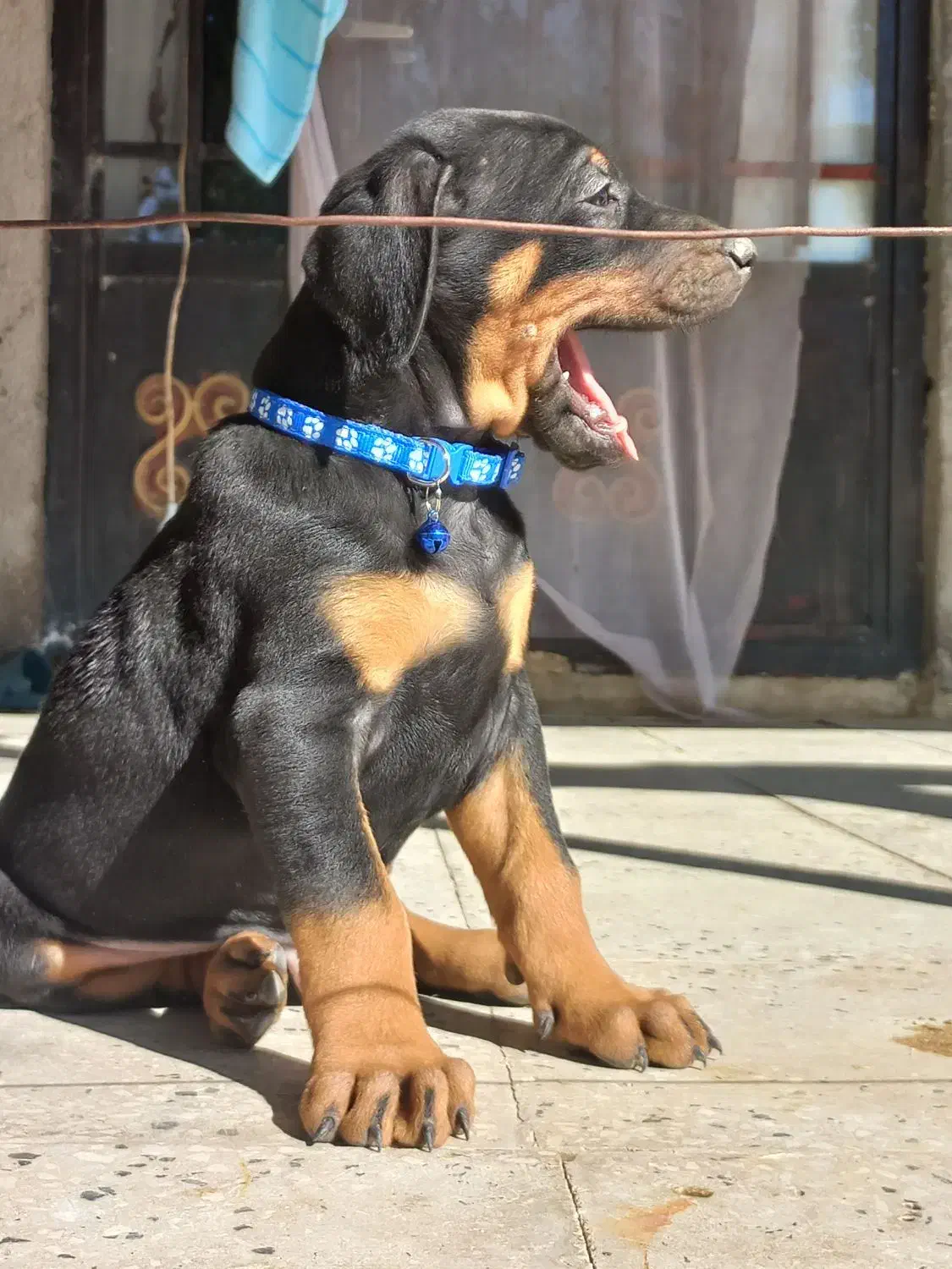 واگذاری توله دوبرمن اروپایی مفت|سگ|تهران, نیروی هوایی (پیروزی)|دیوار