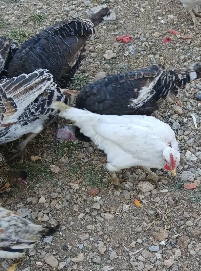 فروش بوقلمون نر ۶ماهه و خروس لاری|حیوانات مزرعه|یاسوج, |دیوار