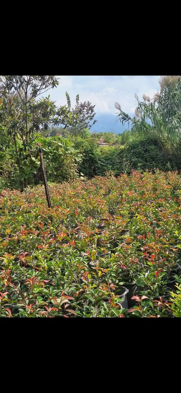 فتونیا فوتونیا.  یاس هلندی کاج طلایی لاوسون|گل و گیاه طبیعی|املش, |دیوار