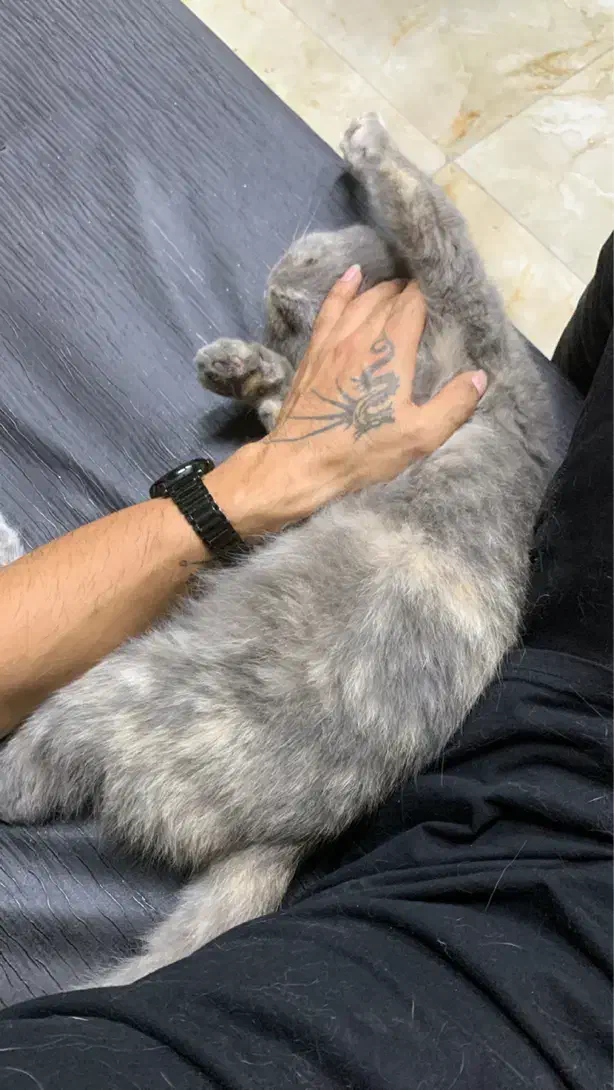 گربه اسکاتیش ماده|گربه|بابلسر, |دیوار