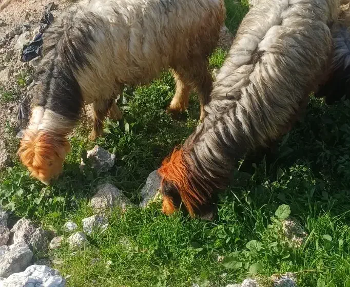 دو تا میش|حیوانات مزرعه|مسجد سلیمان, |دیوار