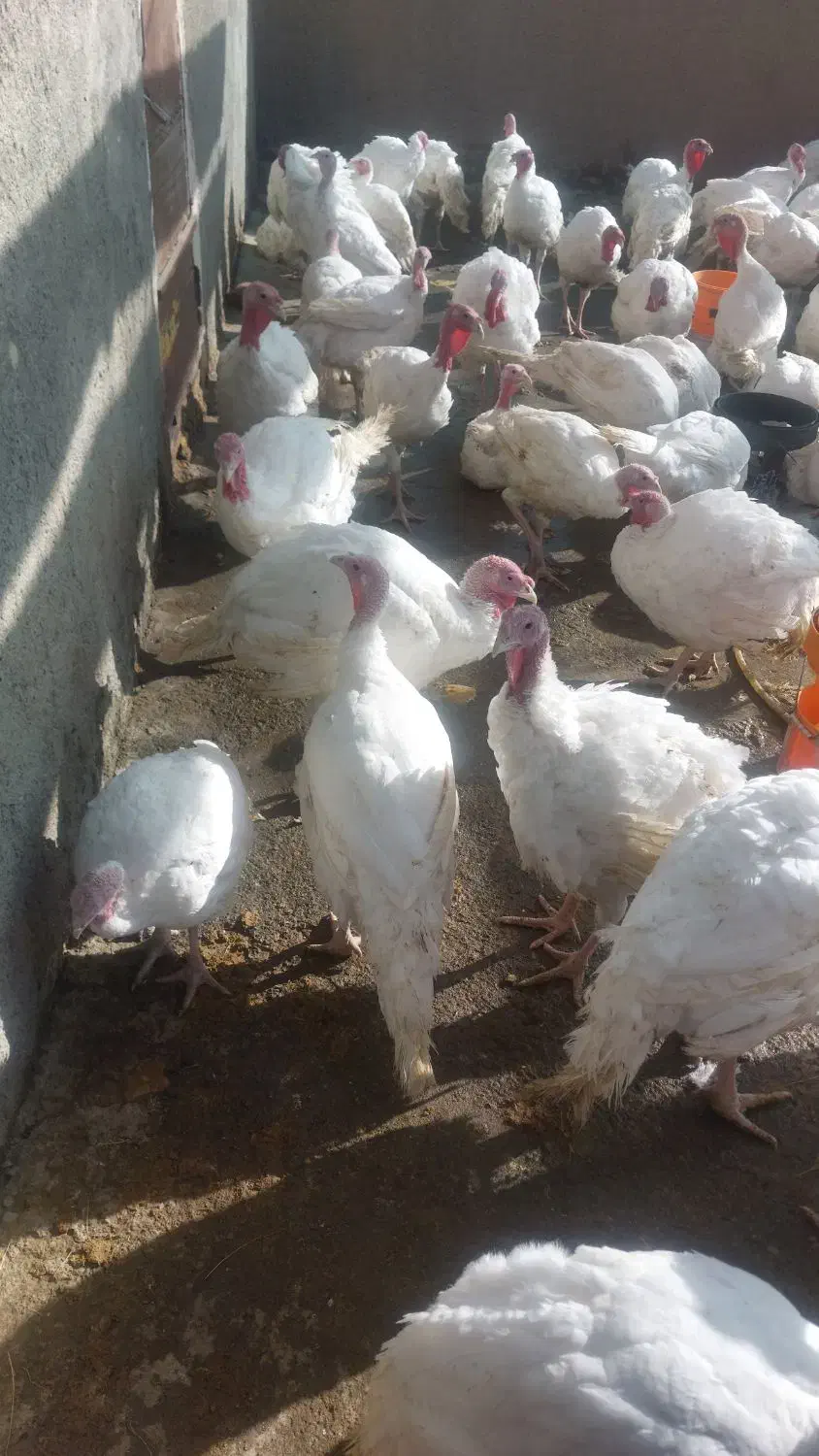 بوقلمون آماده کشتار|حیوانات مزرعه|فریمان, |دیوار