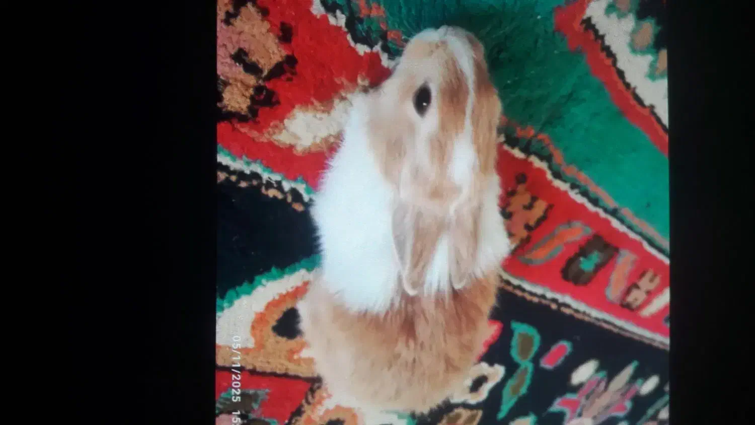 خرگوش|موش و خرگوش|یاسوج, |دیوار