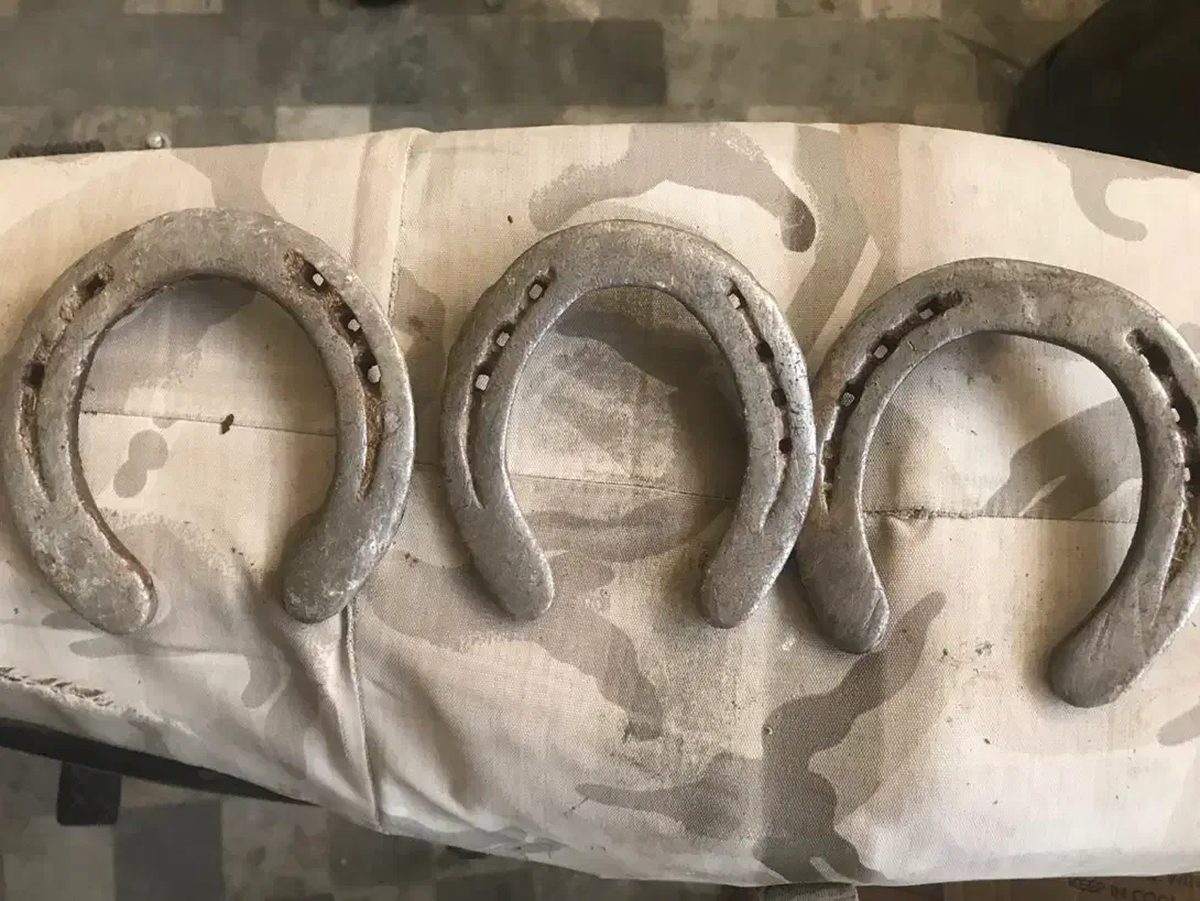 نعل اسب|اسب و تجهیزات اسب‌سواری|قم, هفت تیر|دیوار