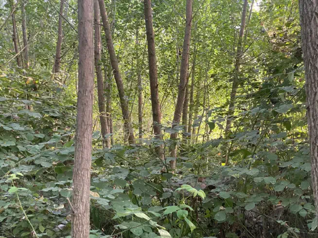 ۴۰۰ متر زمین باغی رودبنه لاهیجان|فروش زمین و ملک کلنگی|رودبنه, |دیوار