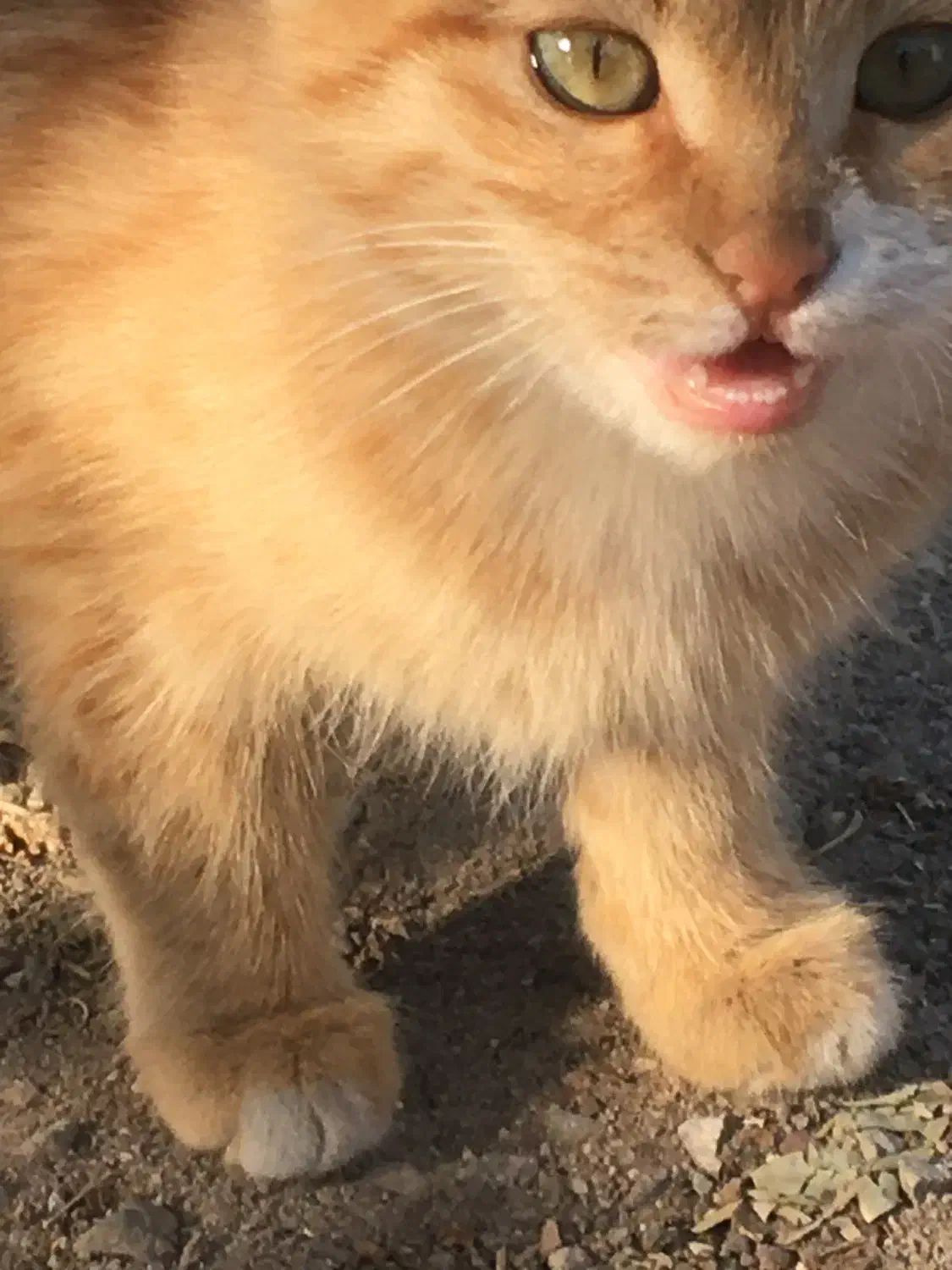 تحویل گربه|گربه|تبریز, |دیوار