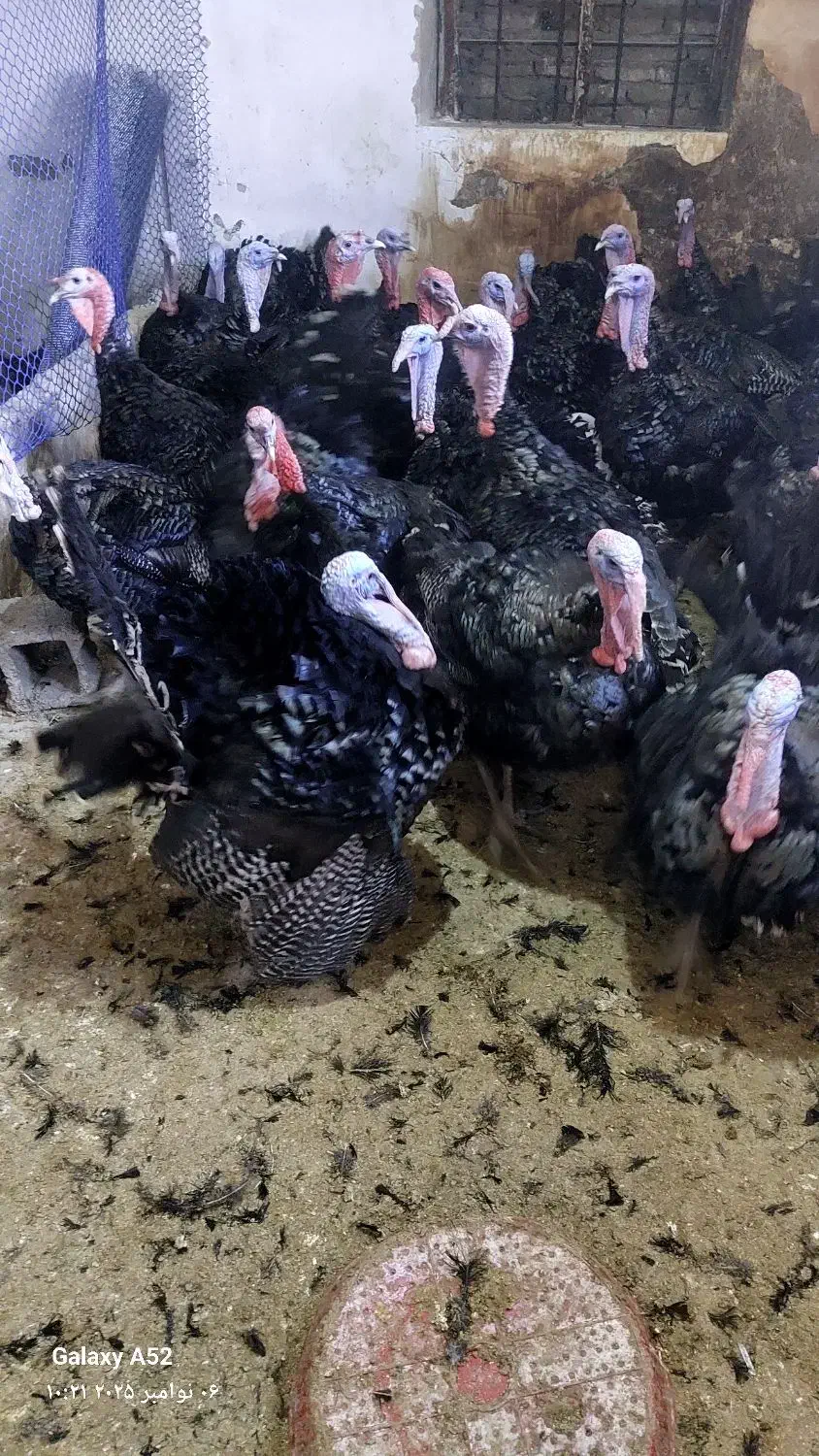 فروش بوقلمون برنز نر وزن بالای ۷کیلو گرم|حیوانات مزرعه|همدان, |دیوار