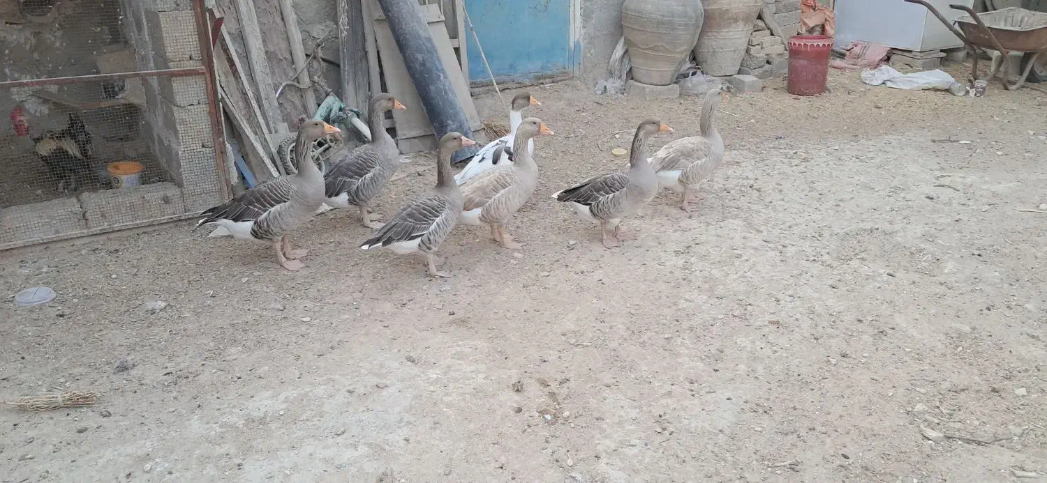 فروش غاز محلی|حیوانات مزرعه|بستک, |دیوار