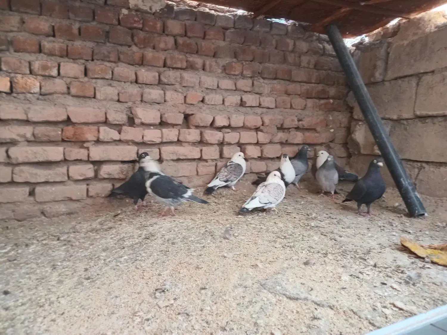 کبوتر|پرنده|نهبندان, |دیوار