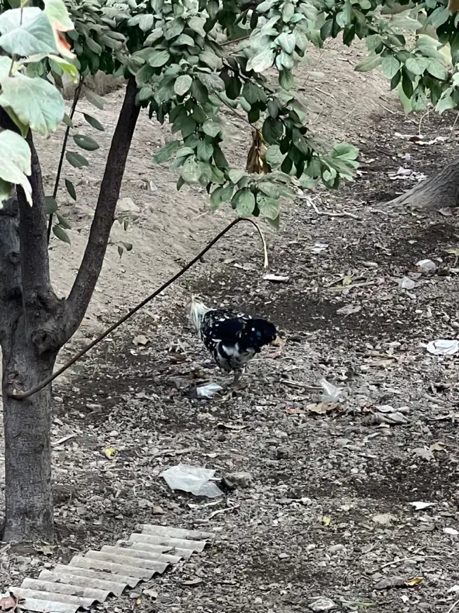 خروس گلین ۵ ماهه|حیوانات مزرعه|شهریار, کهنز|دیوار