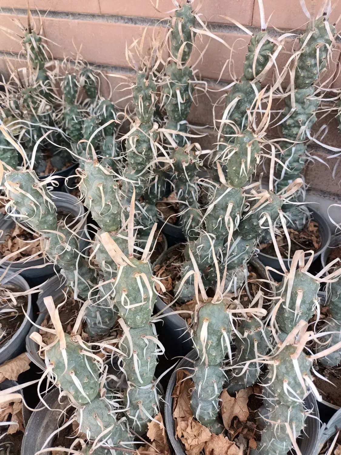 کاکتوس آناناسی|گل و گیاه طبیعی|کاشان, امیرکبیر|دیوار