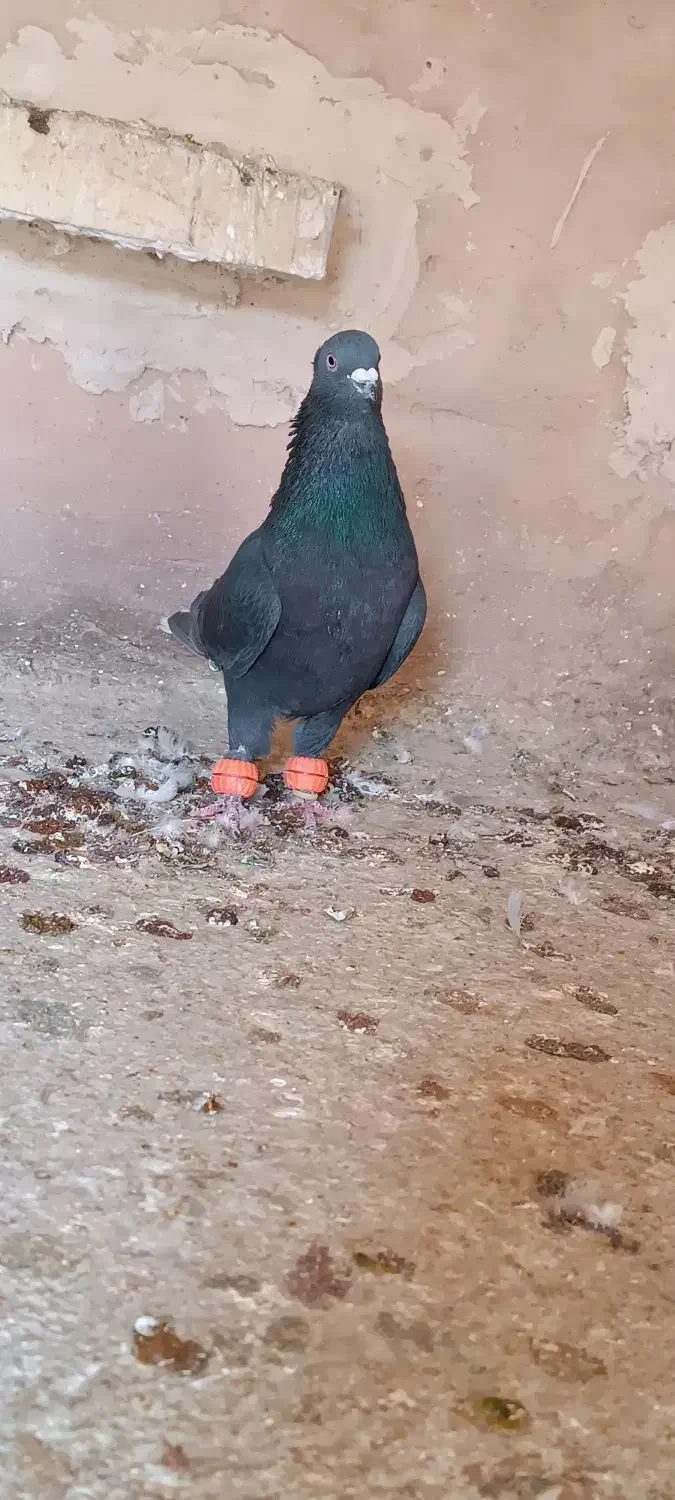 زاغ دم سفید کفتر|پرنده|اسفراین, |دیوار