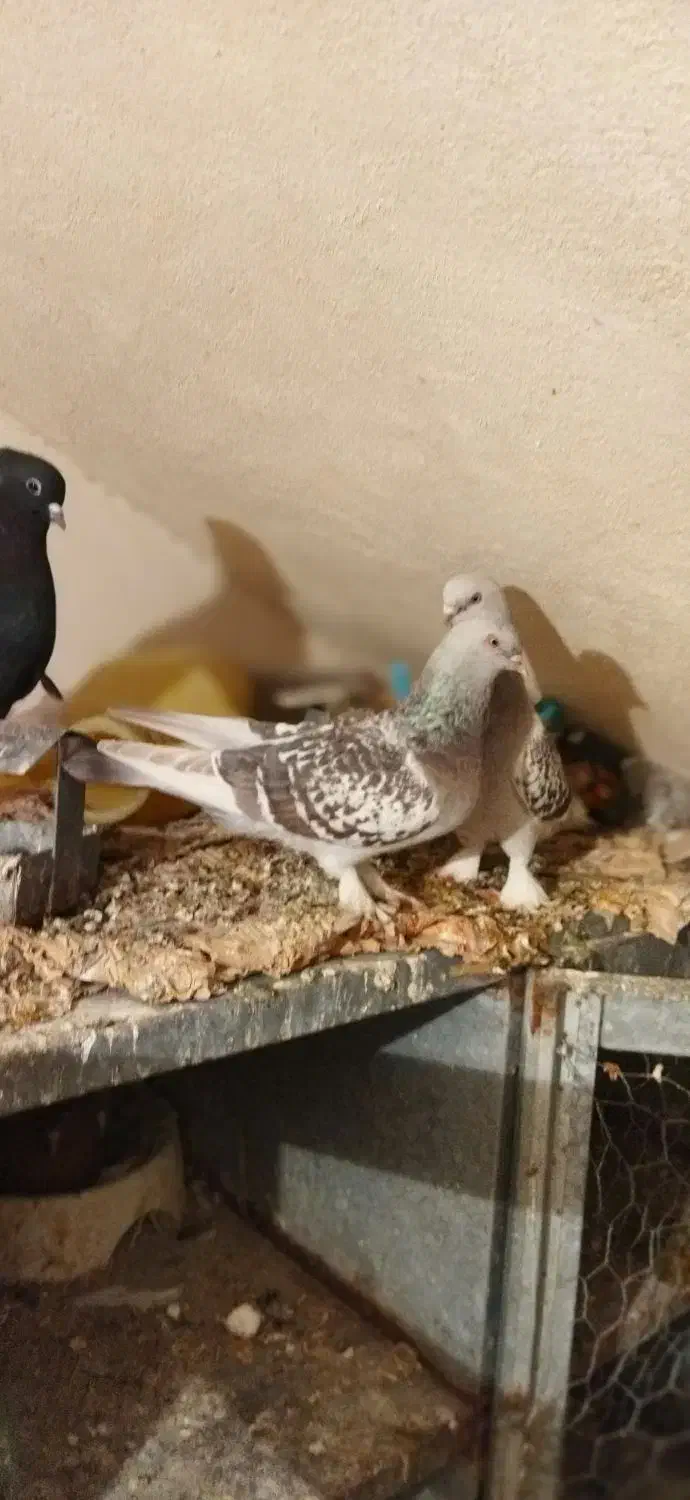 سوسنی ترک. نورآباد ممسنی|پرنده|نورآباد ممسنی, |دیوار