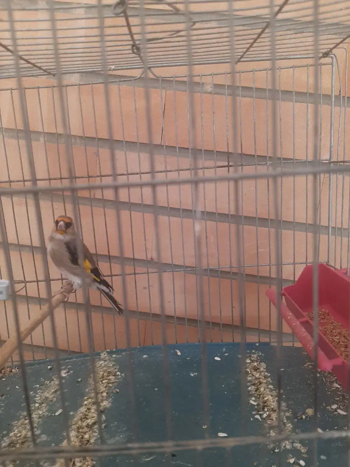 سهره نر کرمانی|پرنده|اصفهان, شهرک مهدیه|دیوار