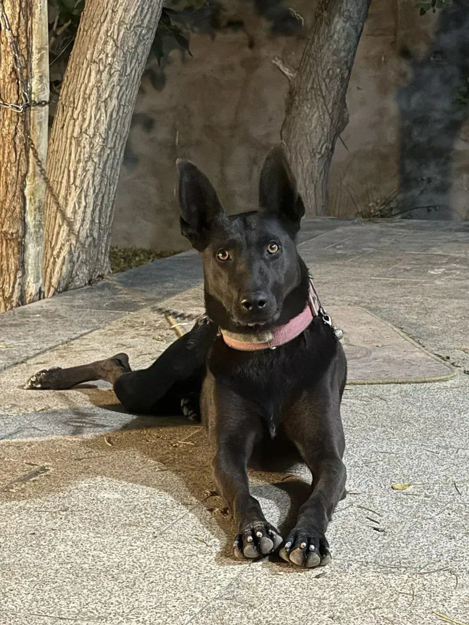 یک جفت توله نر و ماده مالینویز|سگ|مشهد, شهرک صنعتی توس|دیوار