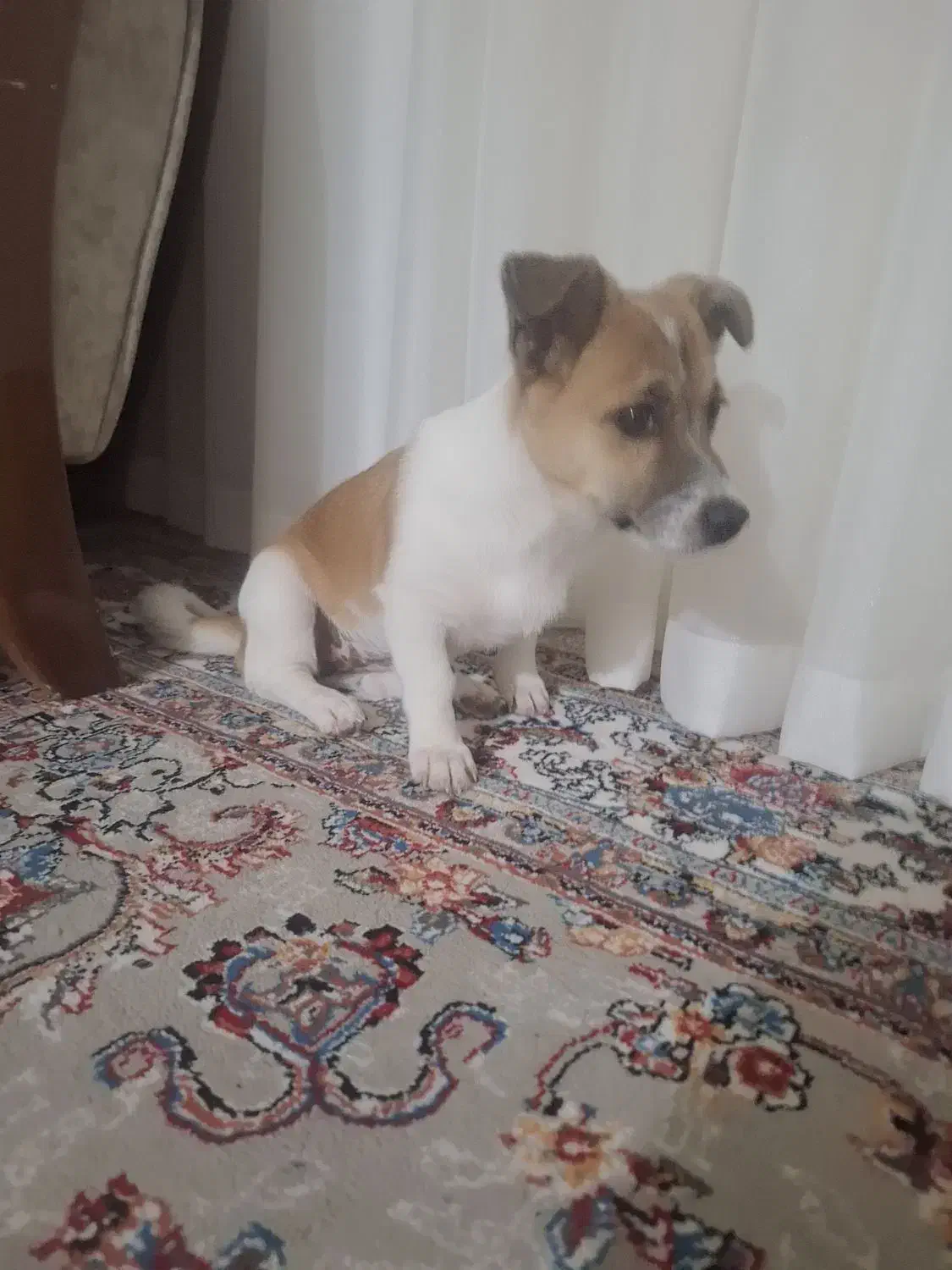 سگ زیبا|سگ|کرمانشاه, |دیوار