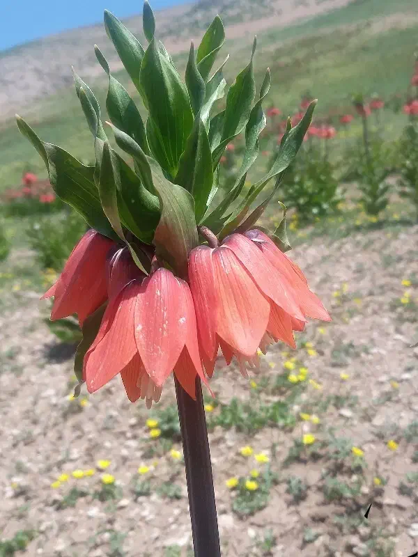 بی حال|فعالیت داوطلبانه|خمینی‌شهر, |دیوار