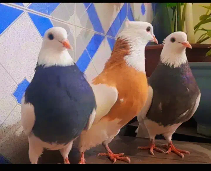 طوقی|پرنده|فلاورجان, |دیوار