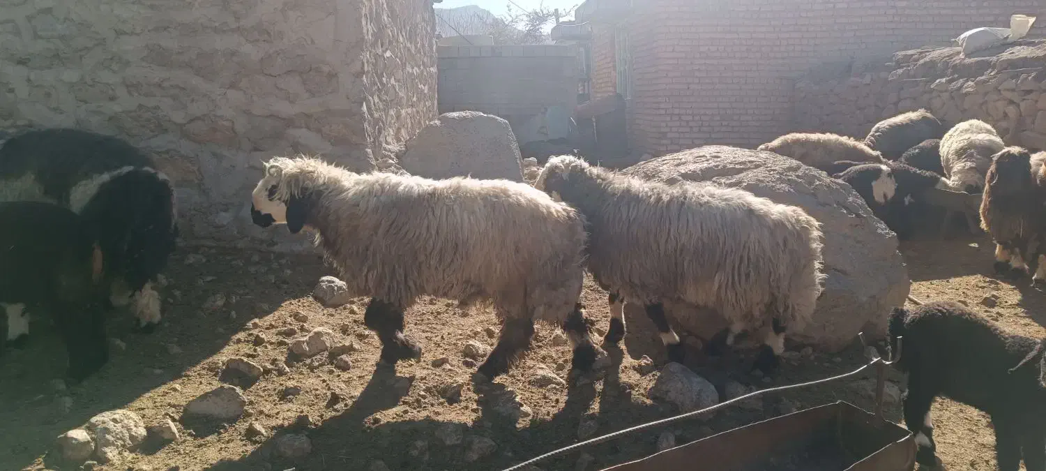 بره چاق|حیوانات مزرعه|شیراز, گویم|دیوار