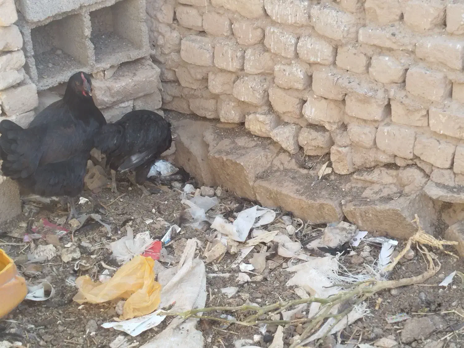 مرغ طاقچه خروس گلین تخم گذار زیر مرغی|حیوانات مزرعه|رضویه, |دیوار