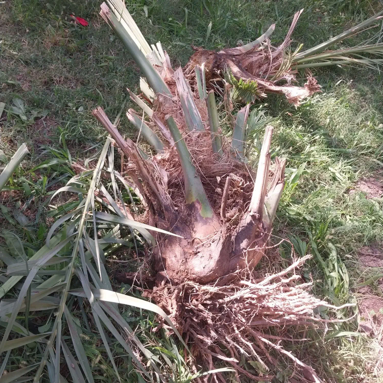 جنگ مضافتی اصیل بمی|گل و گیاه طبیعی|بم, |دیوار