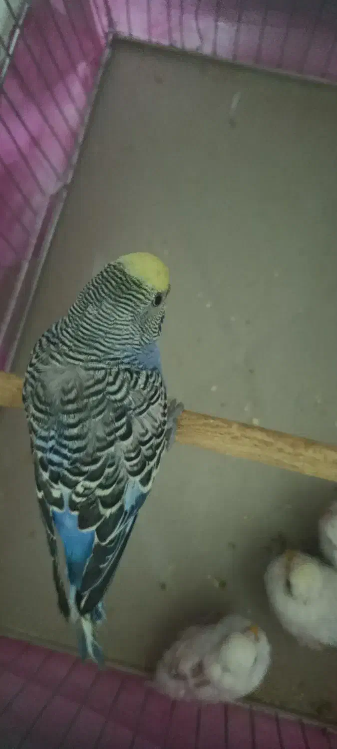 مرغ عشق|پرنده|شیراز, بریجستون|دیوار